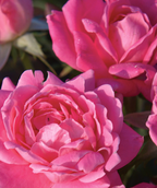 Close up of Knock Out Pink Double Rose flowers, bright pink double blooming flowers