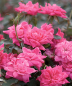 Knock Out Pink Double Rose, several pink double blooming flowers emerging from green foliage