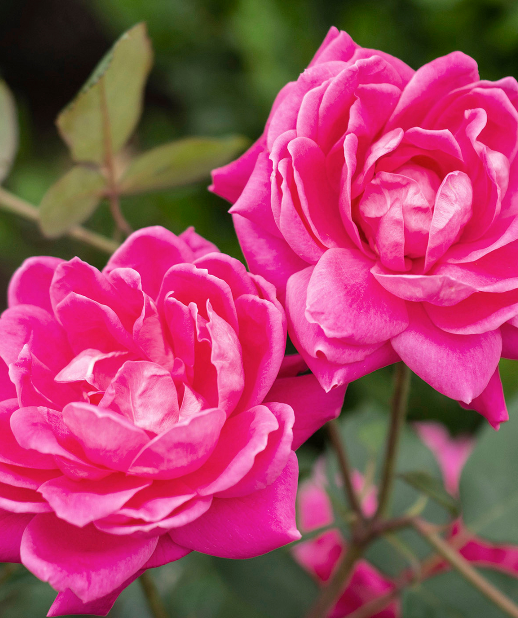 Close up of Knock Out Pink Double Rose flowers, bright pink double blooming flowers
