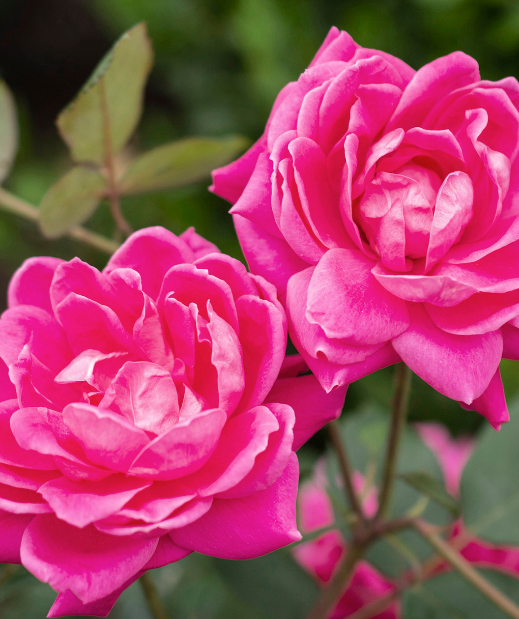 Close up of Knock Out Pink Double Rose flowers, bright pink double blooming flowers