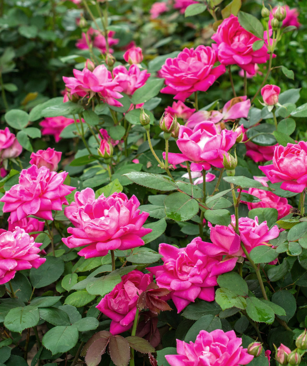 Knock Out® Pink Double Rose