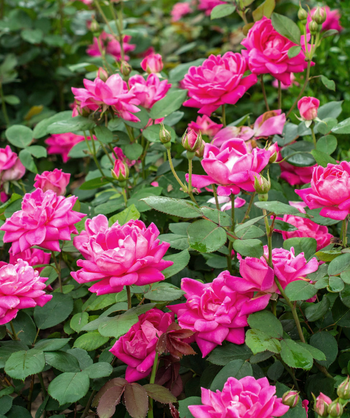 Knock Out Pink Double Rose, several pink double blooming flowers emerging from green foliage