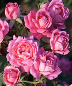 Close up of Knock Out Pink Double Rose flowers, bright pink double blooming flowers