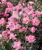 Knock Out Pink Rose, pink flowers emerging from dark green foliage