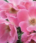 Close up of Knock Out Pink Rose flowers, bright pink flower with a light pink, almost white center