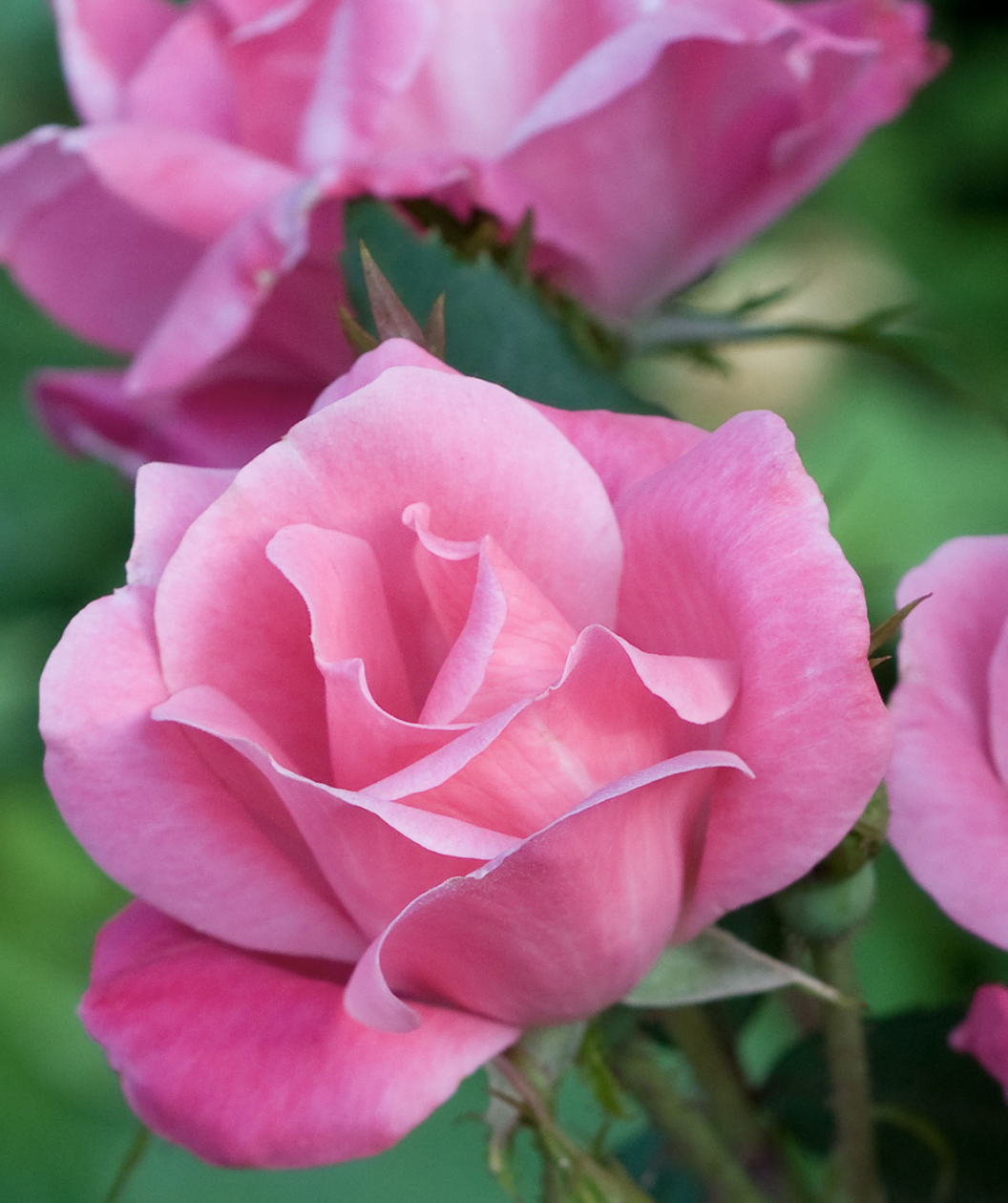 Close up of Knock Out Pink Rose flower, this bright pink flower has emerged from its bud but hasn't fully opened yet
