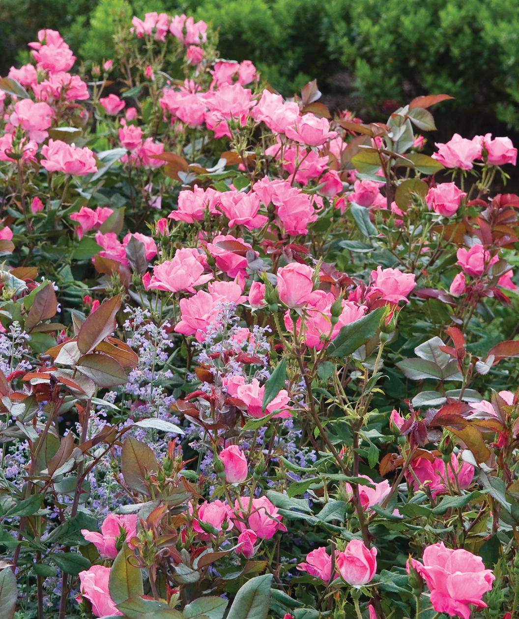 Knock Out Pink Rose, pink flowers emerging from dark green foliage