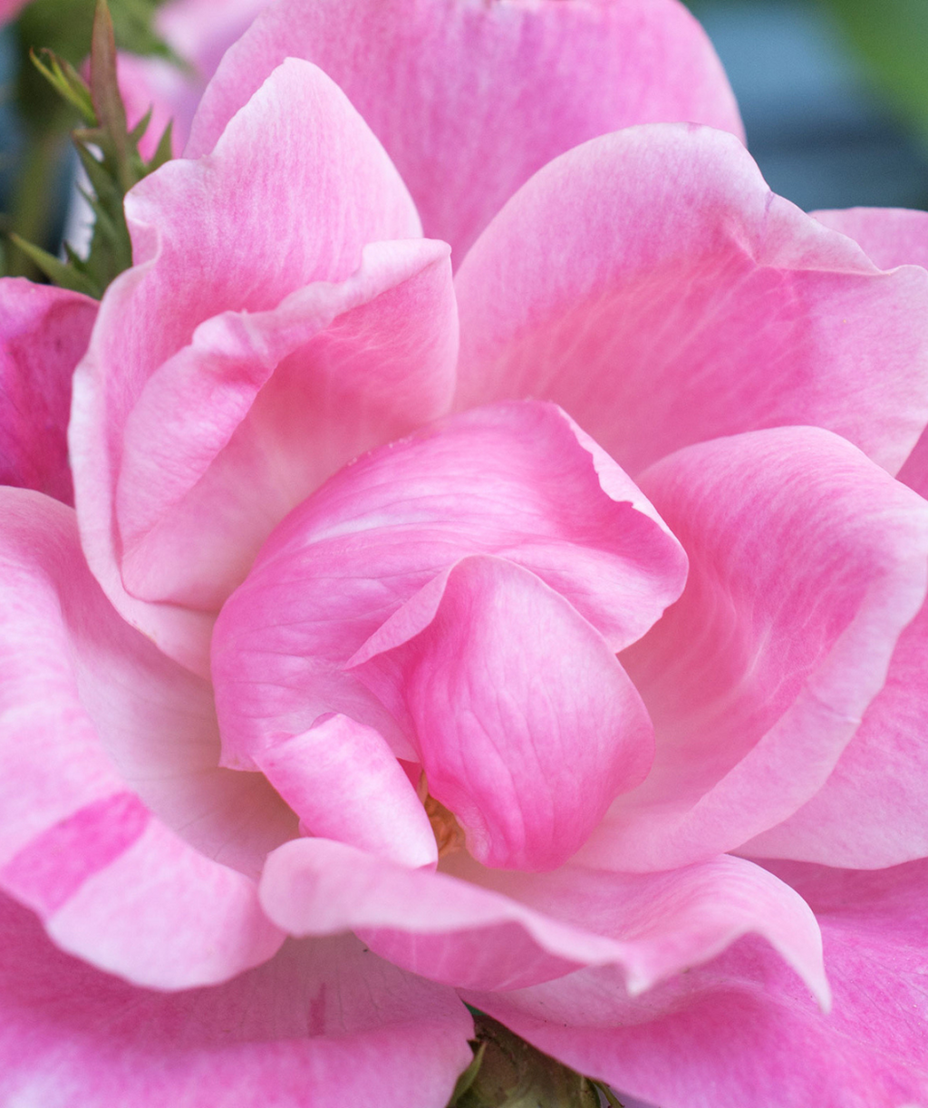 Close up of Knock Out Pink Rose flowers, bright pink flower with a light pink, almost white center