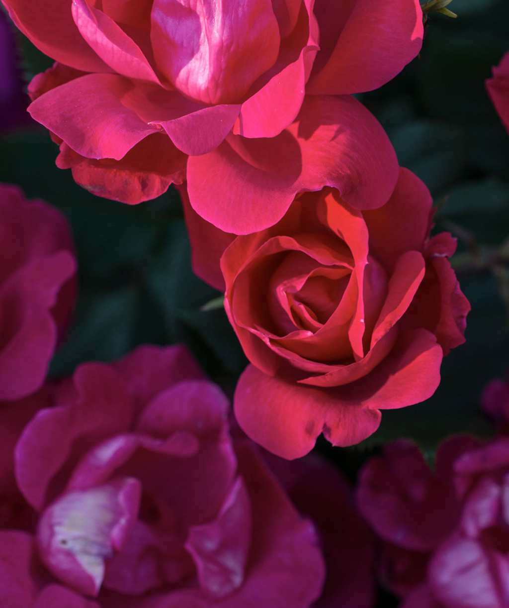Close up of Knock Out Rose flower, bright red flower that has emerged from it bud but hasn't opened fully