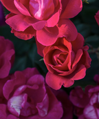 Close up of Knock Out Rose flower, bright red flower that has emerged from it bud but hasn't opened fully