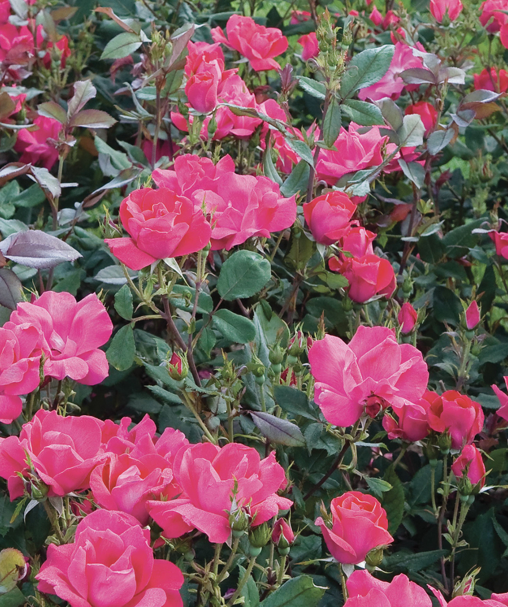 Knock Out Rose planted in a landscape, bright red flowers with dark green foliage that has red and blue hues