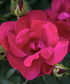 Close up of Knock Out Rose flower, bright red flower that has emerged from it bud but hasn't opened fully