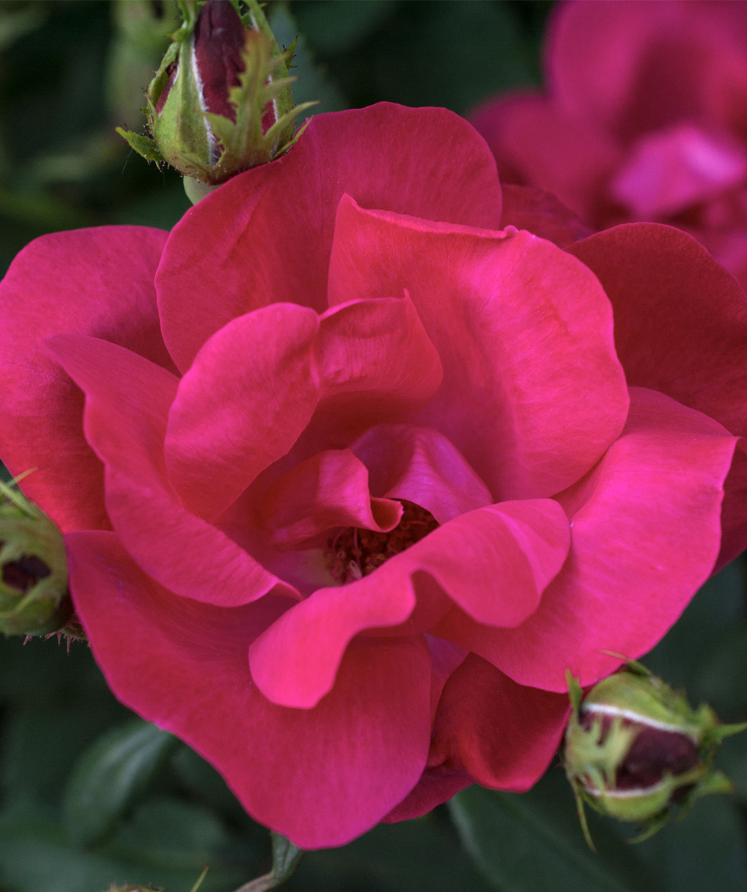 Close up of Knock Out Rose flower, bright red flower that has emerged from it bud but hasn't opened fully