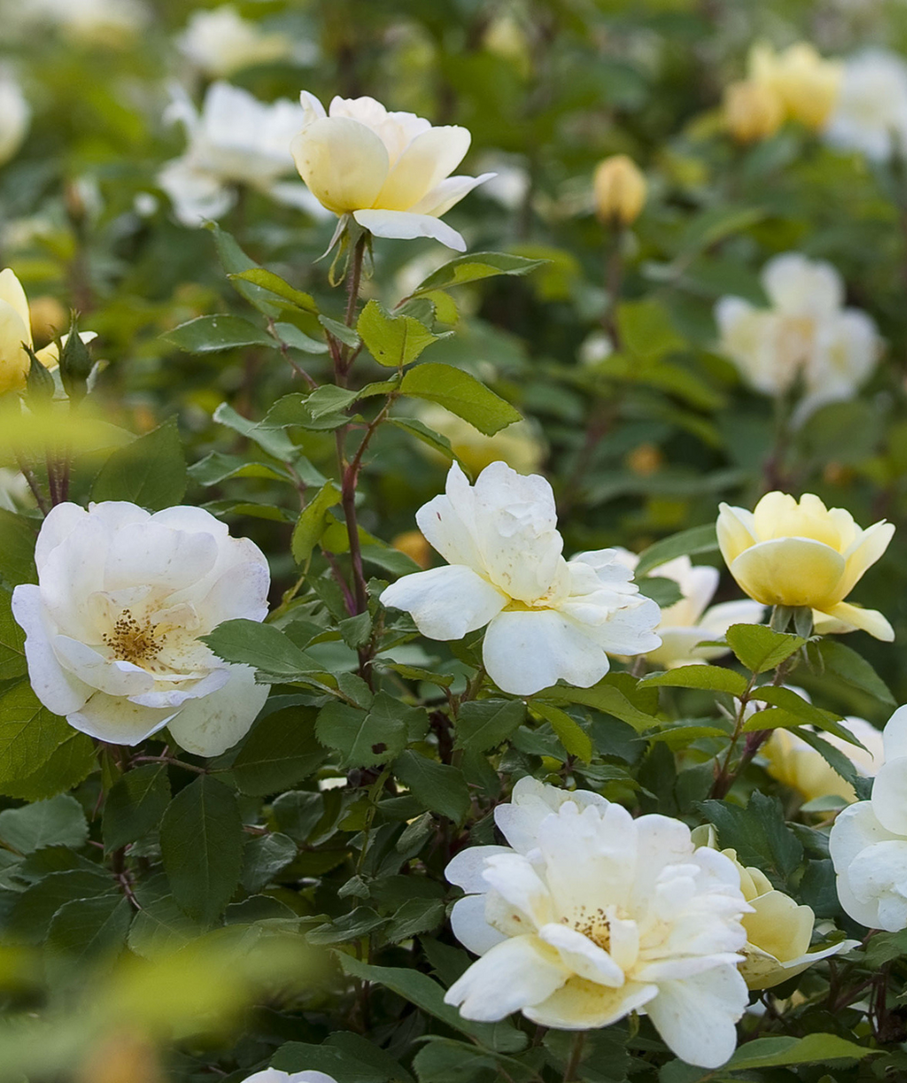 Close up of Knock Out Sunny Rose, bright yellow and white flowers mix with a mossy green colored foliage