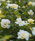 Close up of Knock Out Sunny Rose, bright yellow and white flowers mix with a mossy green colored foliage