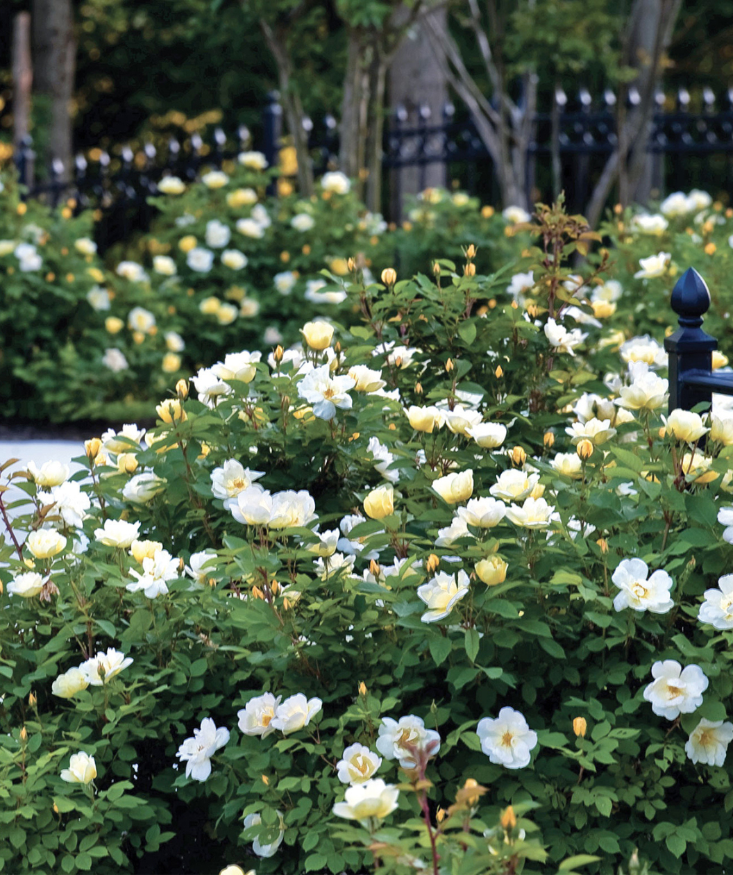Knock Out Sunny Rose planted in a landscape, bright yellow and white flowers mix with a mossy green colored foliage