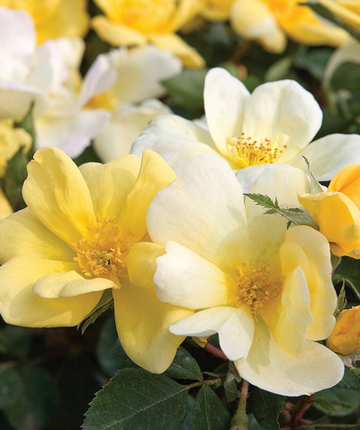 Close up of Knock Out Sunny Rose, bright yellow and white flowers mix with a mossy green colored foliage