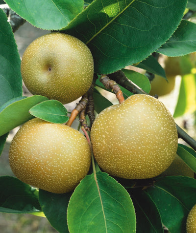 Korean Giant Asian Pear brown fruit on tree