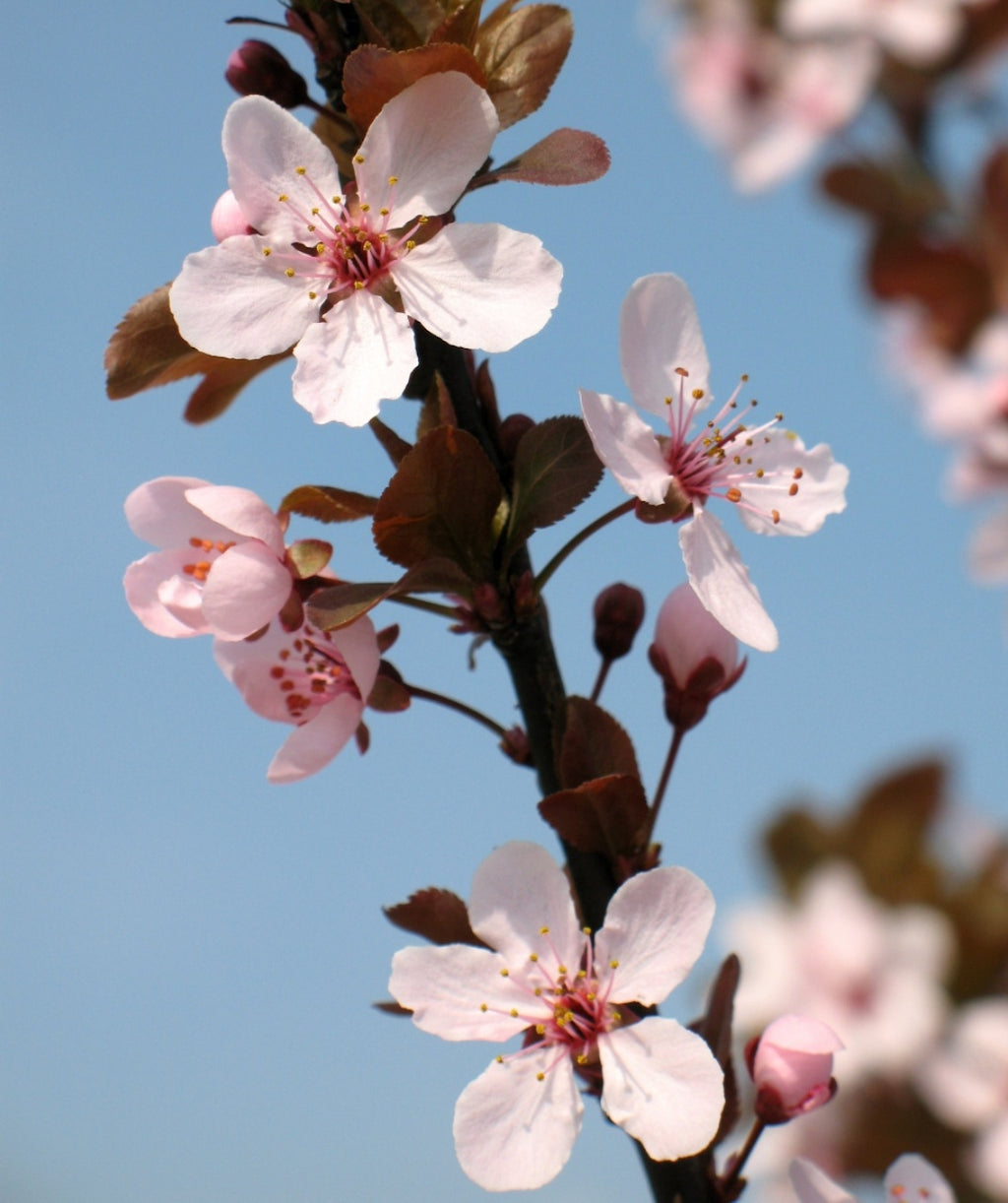 Close up of Krauter Vesuvius Purple Leaf Plum Flowers, small pale pink flowers with dark red stars in the center