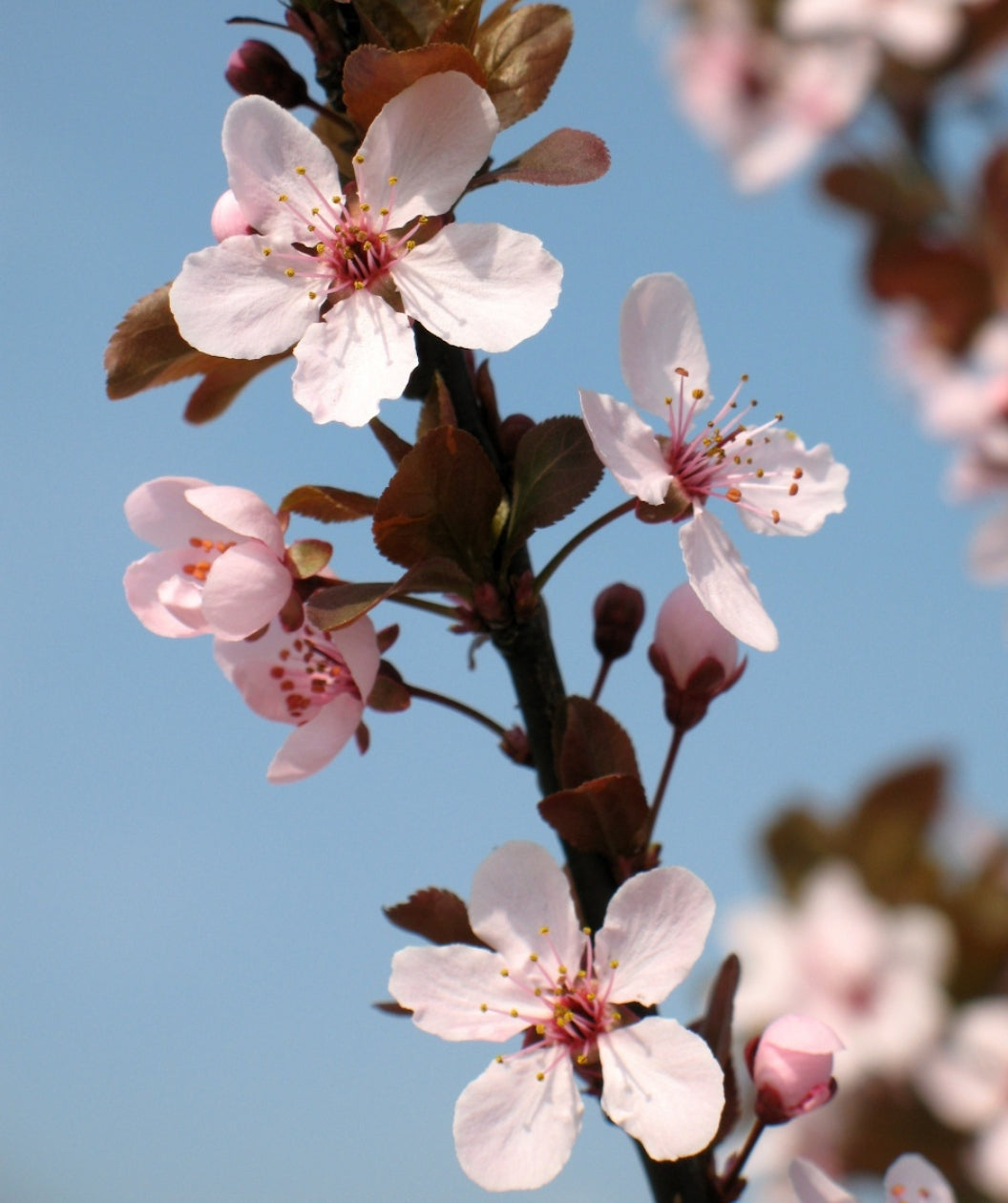 Close up of Krauter Vesuvius Purple Leaf Plum Flowers, small pale pink flowers with dark red stars in the center
