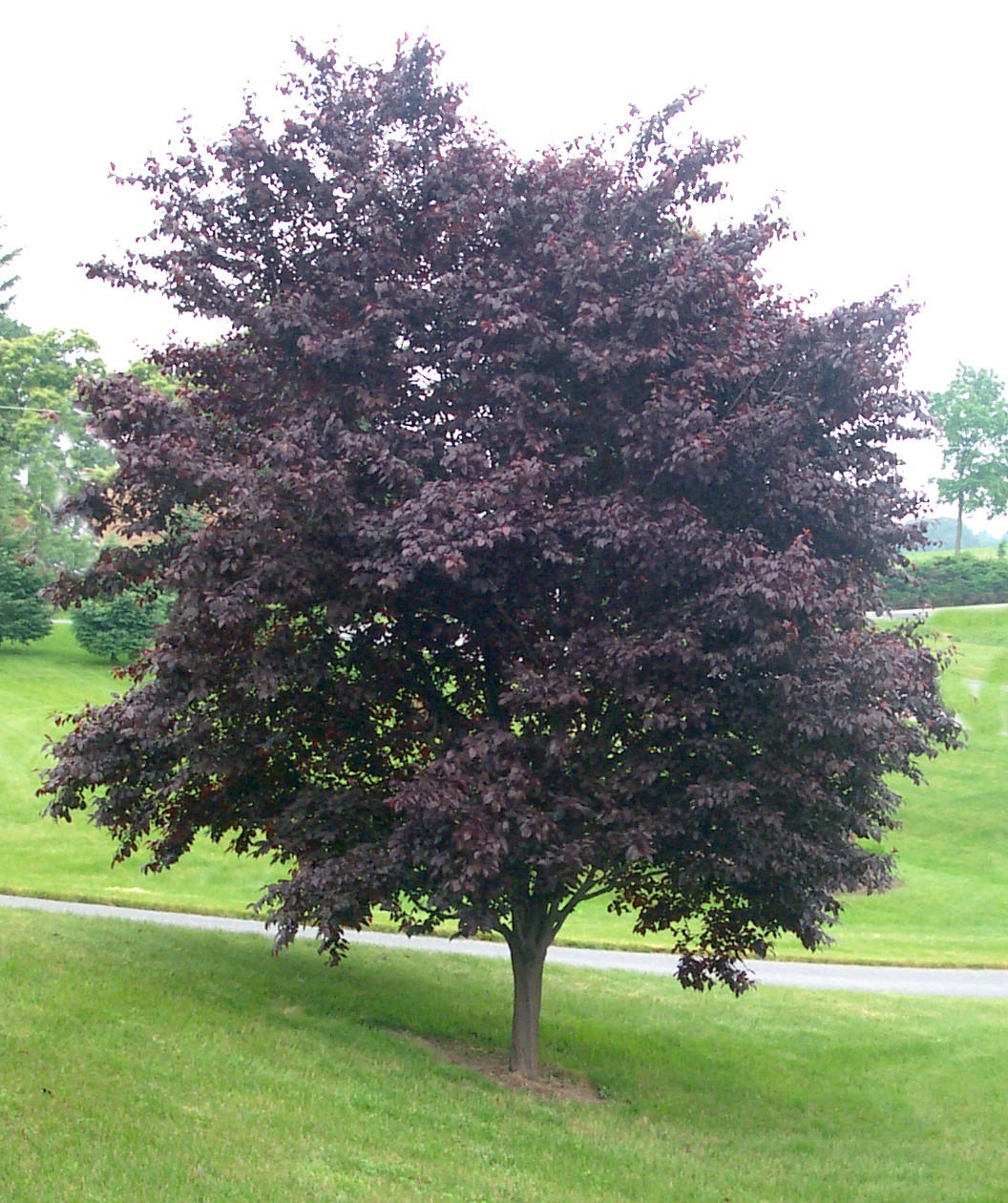 Krauter Vesuvius Purple Leaf Plum planted in a landscape, round growing head filled with purple conical shaped leaves on slightly upright branching