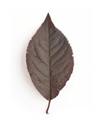 Krauter Vesuvius Purple Leaf Plum leaf on white, purple conical shaped leaf with lightly serrated edges and a purple stem