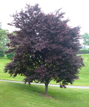 tree with lavender leaves Krauter Vesuvius Purple Leaf Plum | 3XL TREE | 8-10 ft. tall, 1.5-2 in. caliper | Ships in