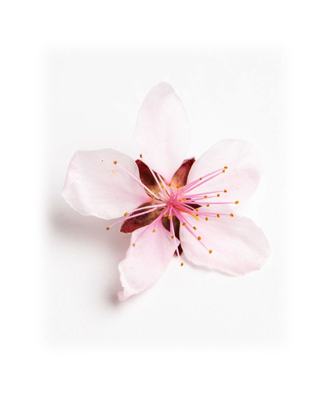Krauter Vesuvius Purple Leaf Plum flower on white, small pale pink colored flower with a dark red star in the center