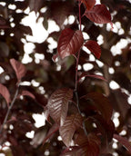Close up of Krauter Vesuvius Purple Leaf Plum leaves, purple conical shaped leaves with lightly serrated edges