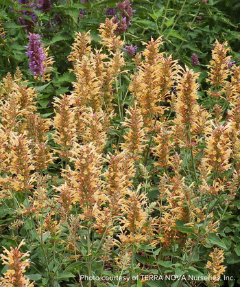 Kudos Gold Hyssop planted in landscape, showing off the golden bloom spikes against the green foliage