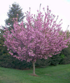 Kwanzan Japanese Flowering Cherry tree planted in a landscape in full bloom
