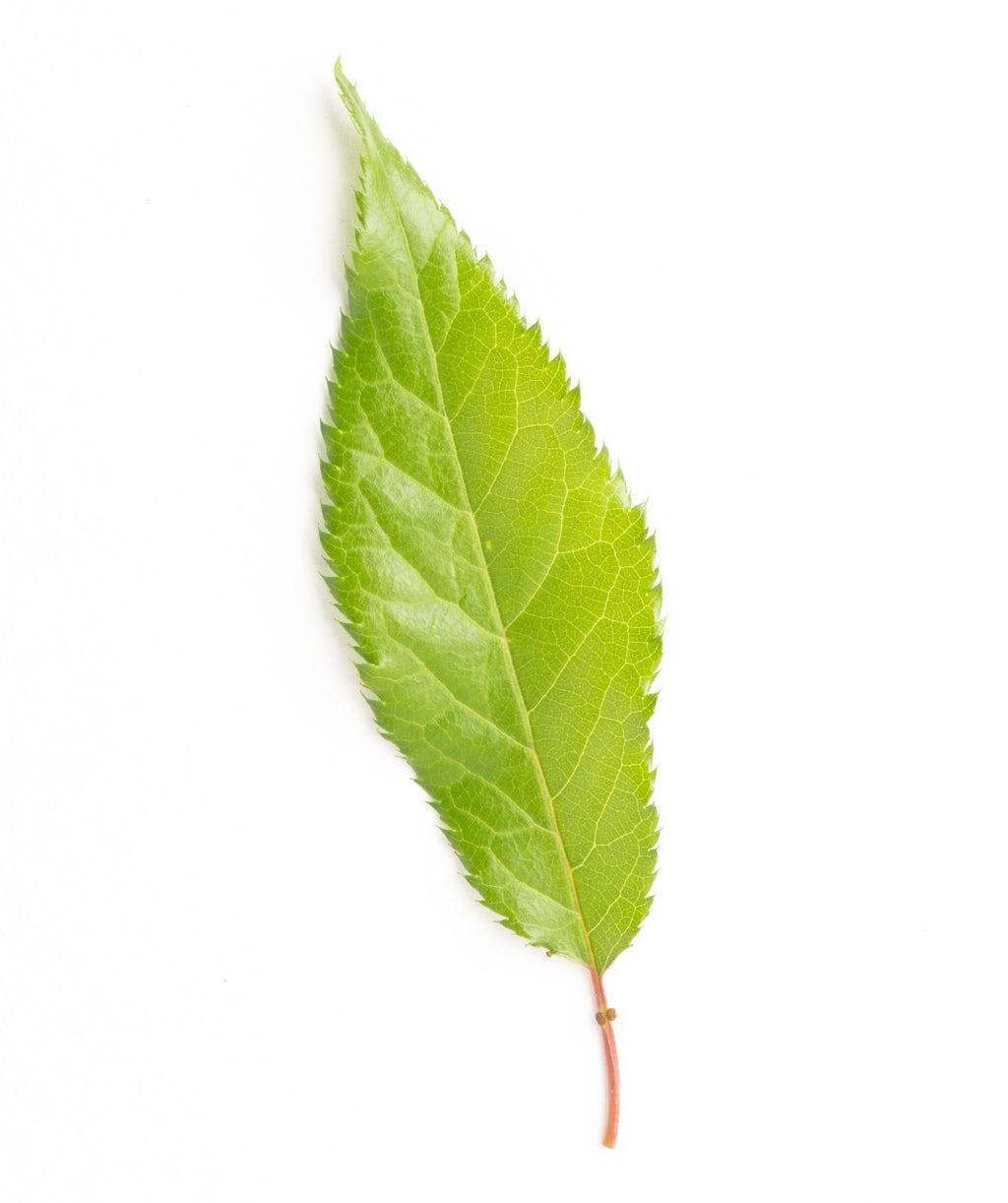 A single, oval shaped bright green leaf of the Kwanzan Japanese Cherry on a white background