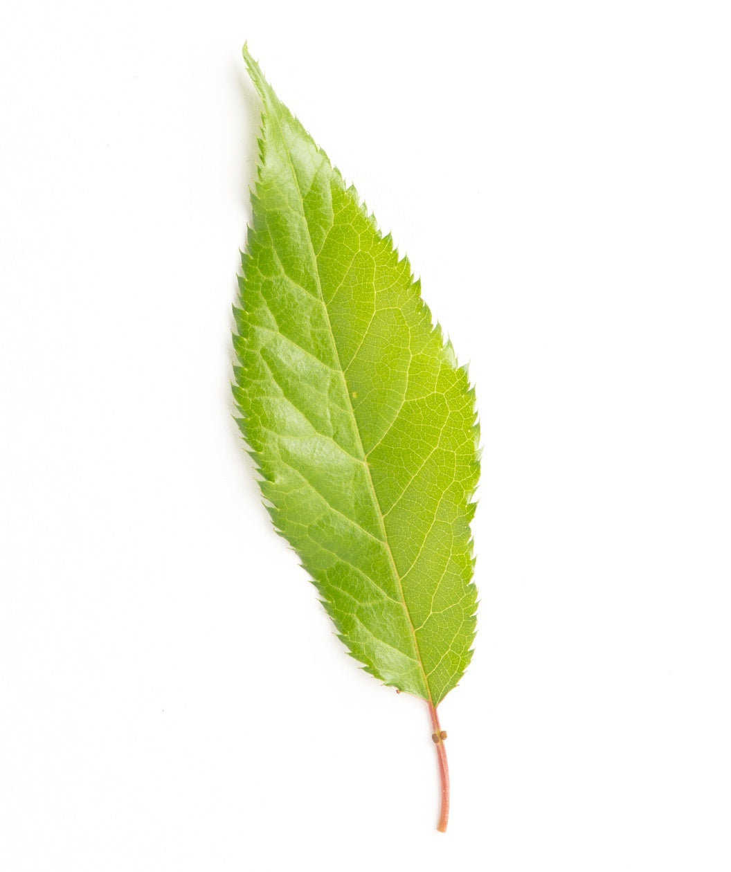 A single, oval shaped bright green leaf of the Kwanzan Japanese Cherry on a white background