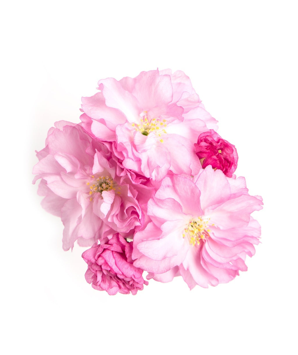A close up of the Kwanzan Japanese Flowering Cherry's pink flowers on a white background