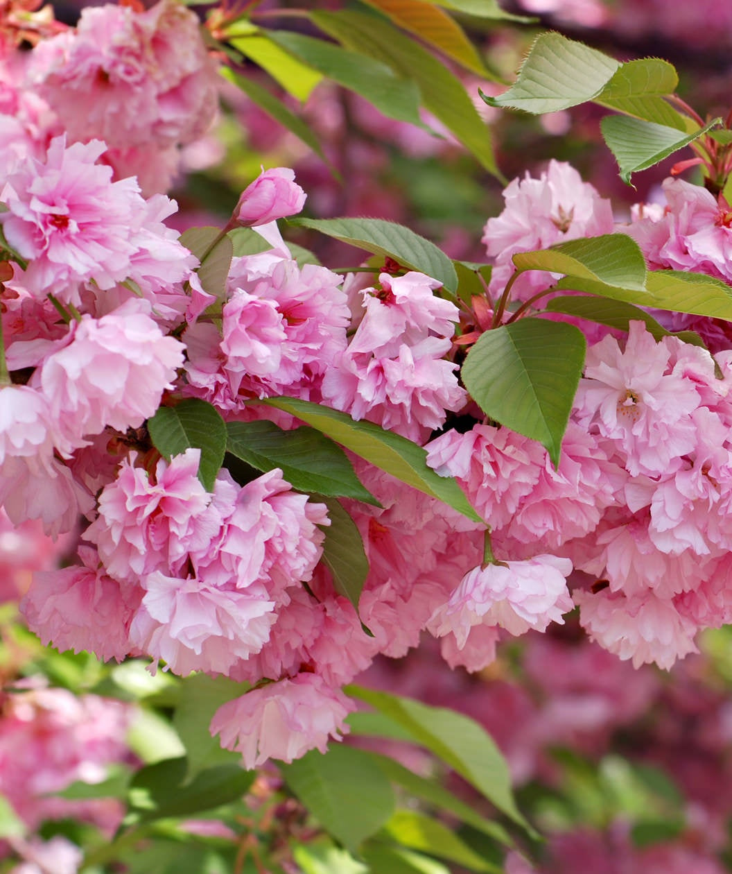 A close up of the ruffled pink flowers of the Kwanzan Japanese Cherry surrounded by the green leaves