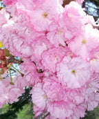 A close up of a cluster of the ruffled pink flowers of the Kwanzan Japanese Cherry