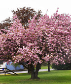 Kwanzan Japanes Flowering Cherry in full flower, planted in landscape