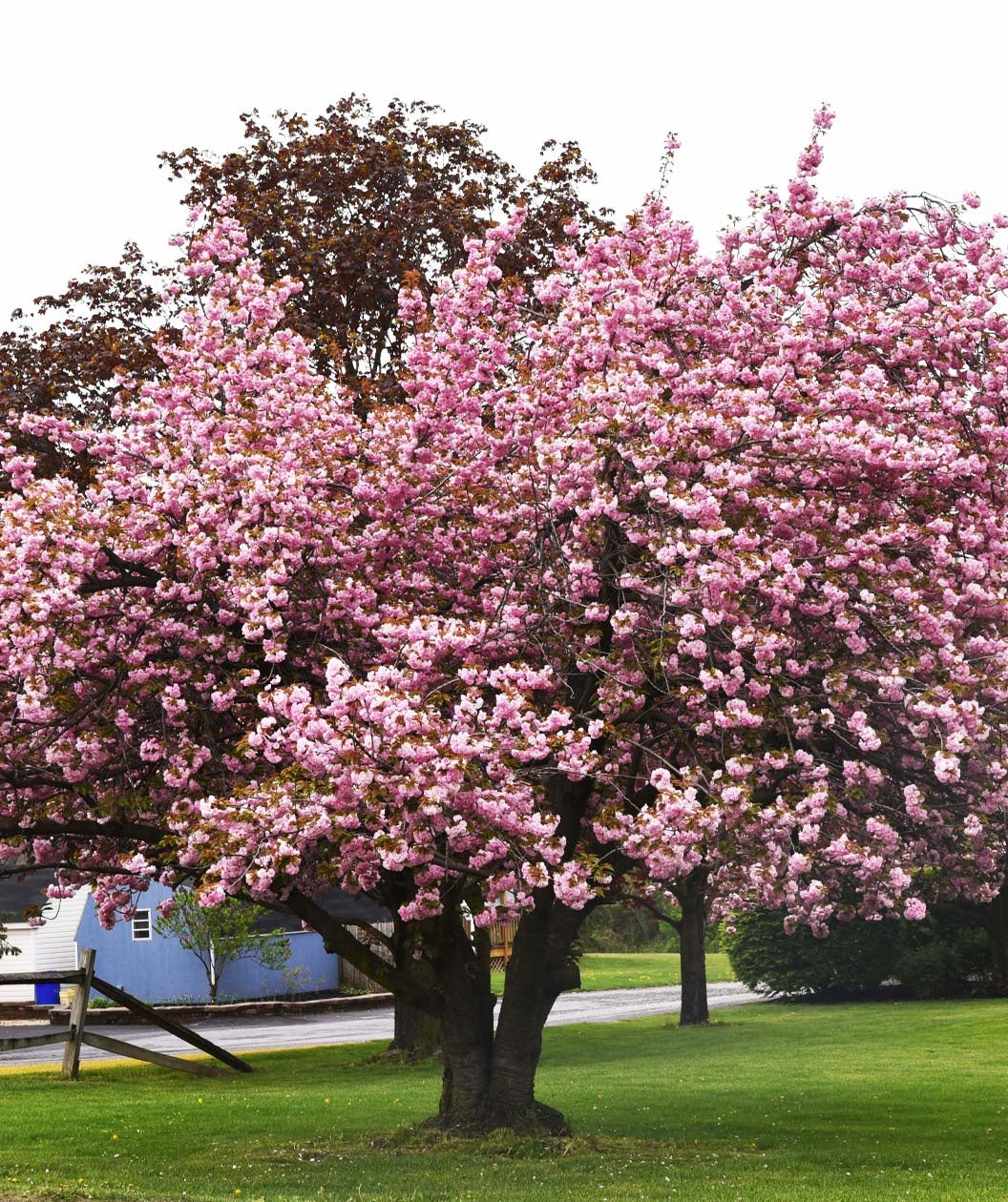 Kwanzan Japanes Flowering Cherry in full flower, planted in landscape