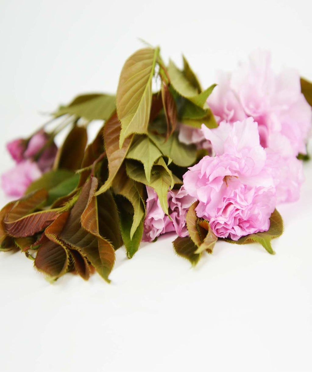 A close up of the of the ruffled pink flowers and greenish to purple tinged leaves on a white background