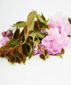 A close up of the of the ruffled pink flowers and greenish to purple tinged leaves on a white background
