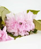 A close up of the of the ruffled pink flowers and green leaves on a white background