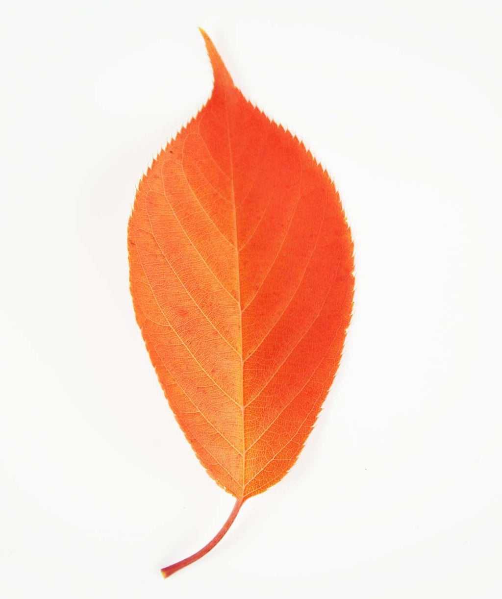 A single leaf of the Kwanzan Japanese Flowering Cherry showing off the bright orange to red fall color