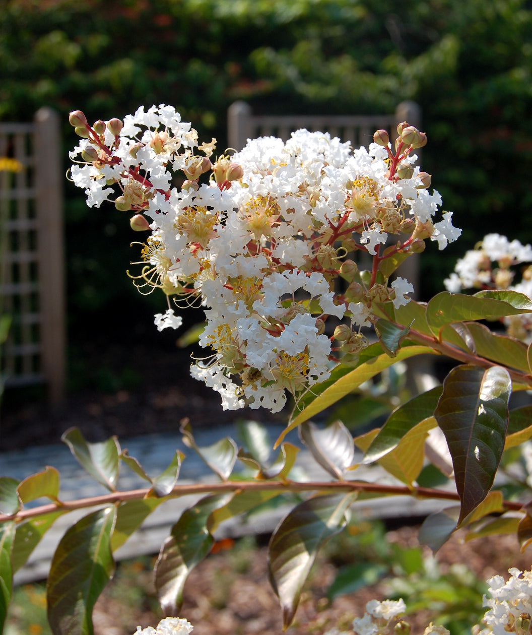 Close up of Natchez Crapemyrtle, pyramidal shaped flower cluster with small puffy looking white flowers