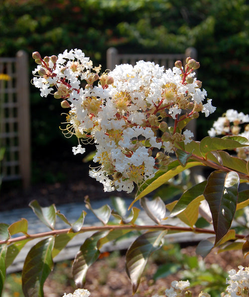 Close up of Natchez Crapemyrtle, pyramidal shaped flower cluster with small puffy looking white flowers