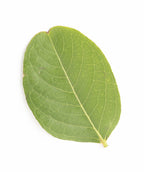 Natchez Crapemyrtle leaf on white, light green oval shaped leaf