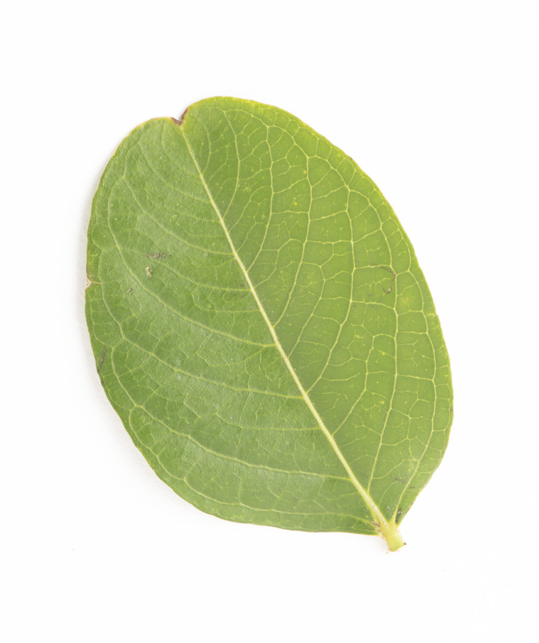 Natchez Crapemyrtle leaf on white, light green oval shaped leaf