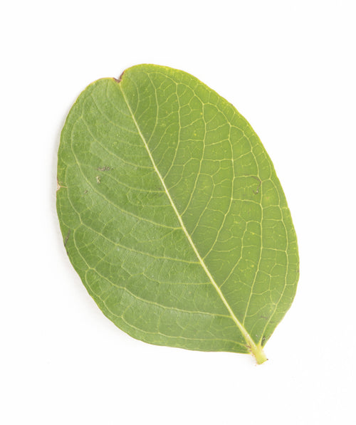 Natchez Crapemyrtle leaf on white, light green oval shaped leaf