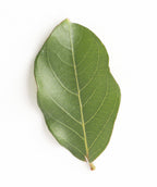 Tuscarora Crapemyrtle leaf on white, green oval shaped leaf