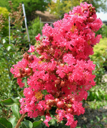 Close up of Tuscarora Crapemyrtle flowers, pyramidal shaped flower cluster with puffy bright pink flowers