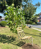 Side view of Bloodgood Sycamore Living Tree Chair planted in a landscape, this tree was trained on a trellis to grow like a chair giving you a comfortable place to sit and admire after finishing your yard work under the shaded canopy
